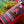 Load image into Gallery viewer, RareCraft Shower Gel Sicilian Sunset - Lockhart&#39;s Authentic Grooming Company, LLC
